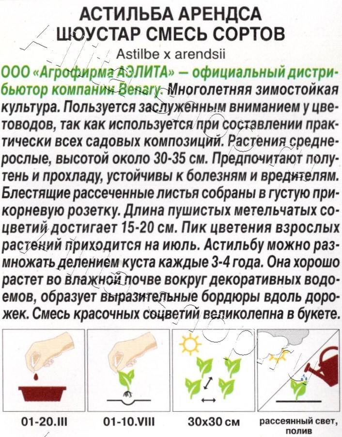 Астильба Шоустар, смесь сортов 5шт