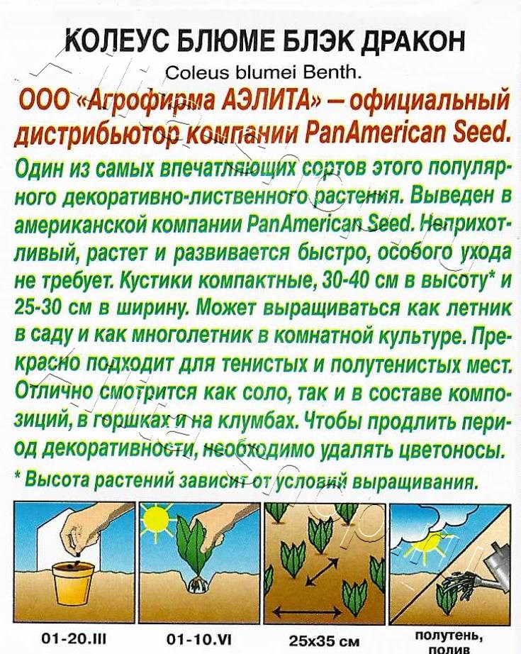 Колеус блюме Блэк дракон 5шт