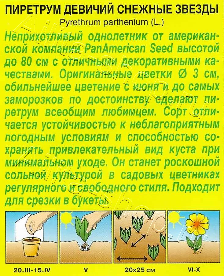 Пиретрум Снежные звезды 7шт