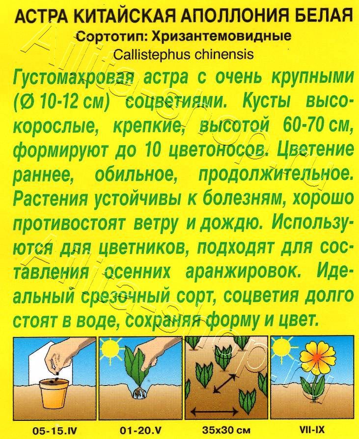 Астра Аполлония белая 0,2г