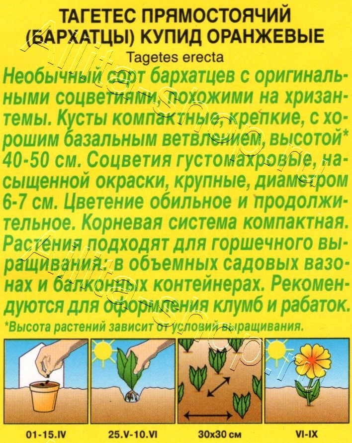 Бархатцы Купид оранжевые хризантемовидные 0,1г
