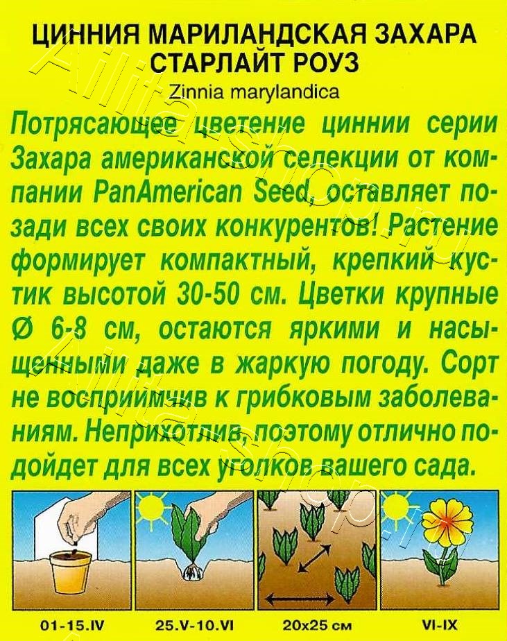 Цинния Захара старлайт роуз 5шт