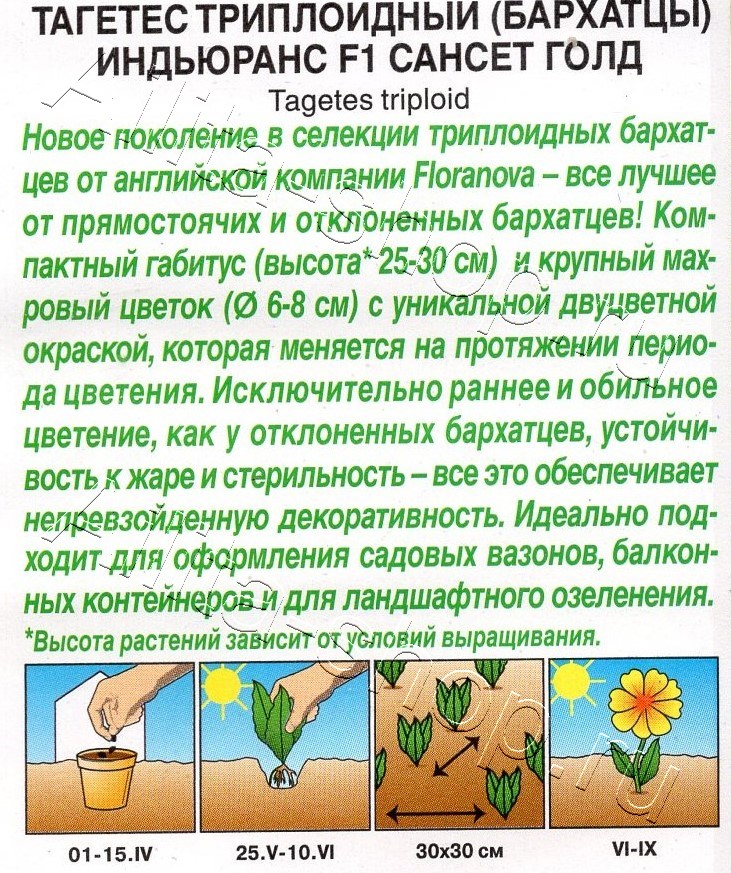 Бархатцы Индьюранс F1 сансет голд 5шт