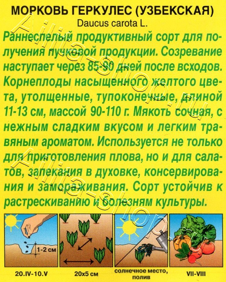 Морковь Геркулес (Узбекская) 1г
