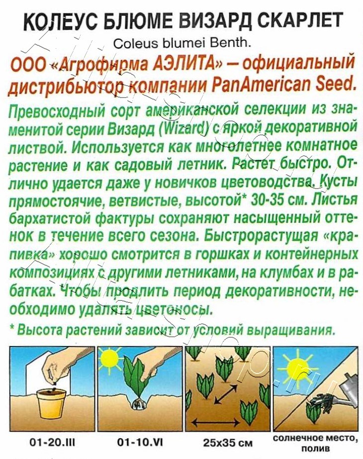 Колеус блюме Скарлет 5шт