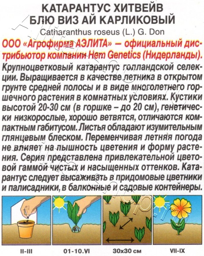 Катарантус Хитвейв блю виз ай карликовый 5шт