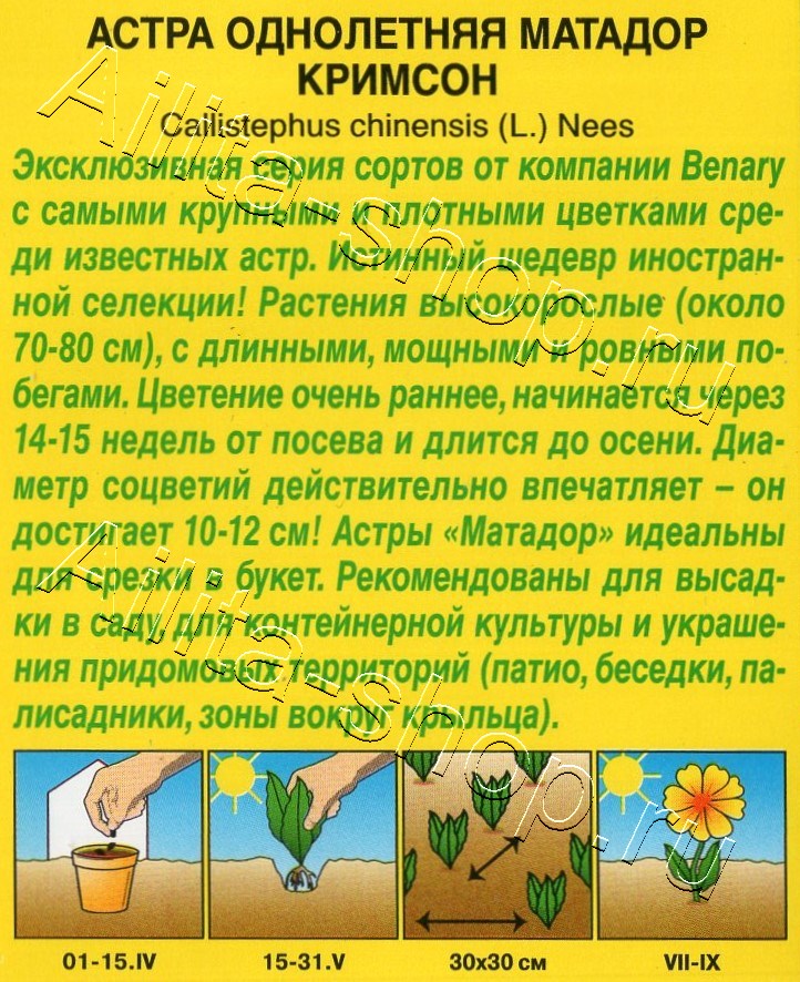 Астра Матадор кримсон 10шт