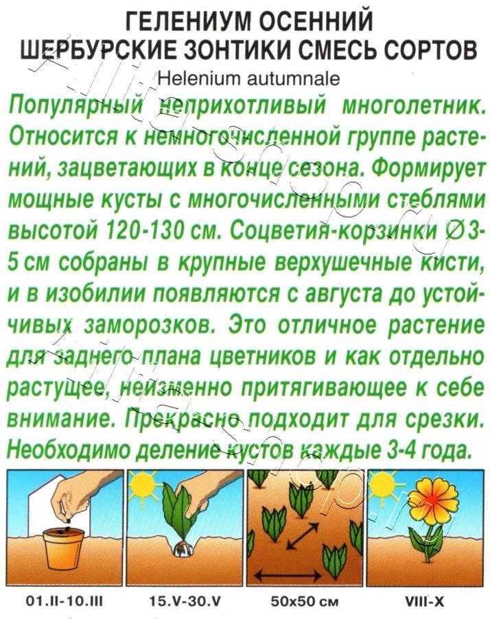 Гелениум Шербурские зонтики, смесь сортов 30шт