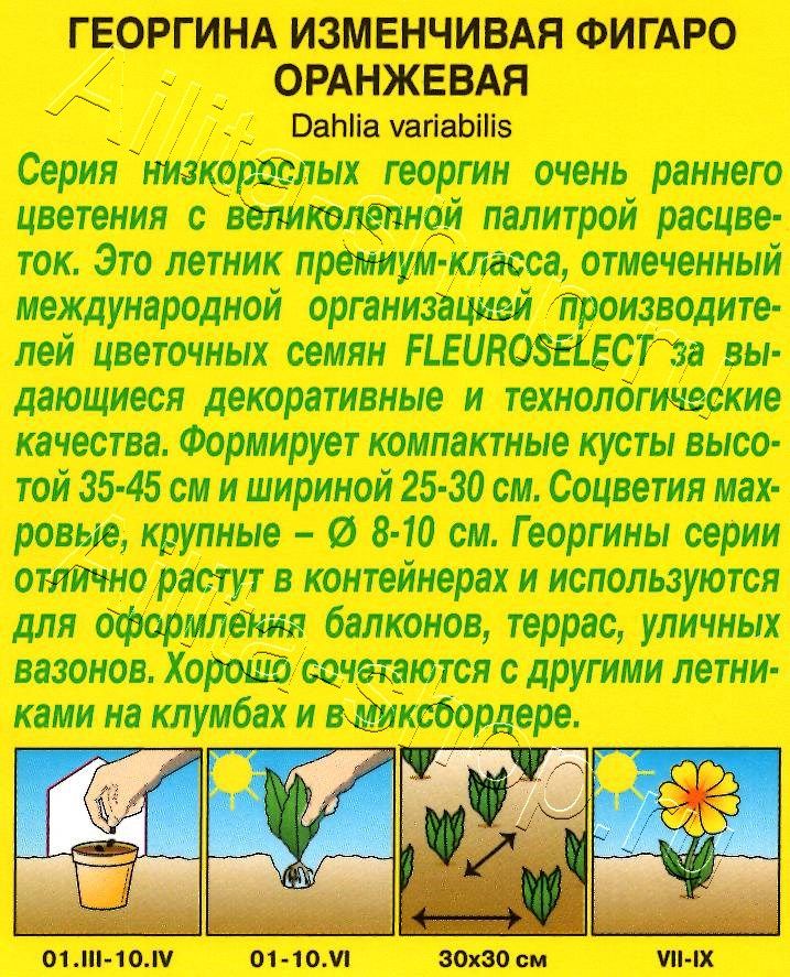Георгина Фигаро махровая оранжевая 7шт