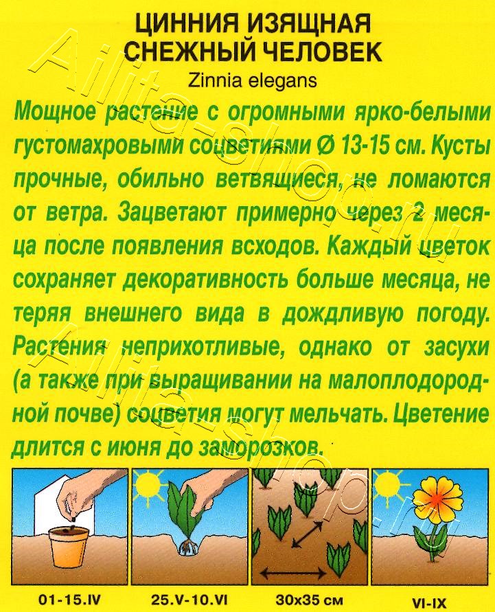 Цинния Снежный человек кактусовидная 0,2г