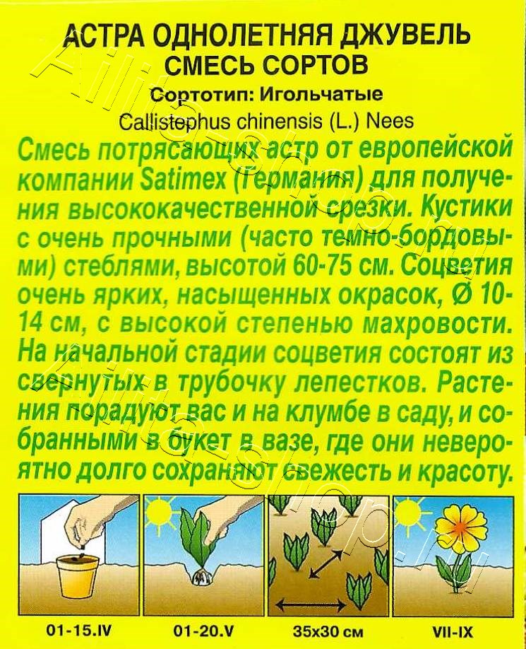 Астра Джувель, смесь сортов 25шт