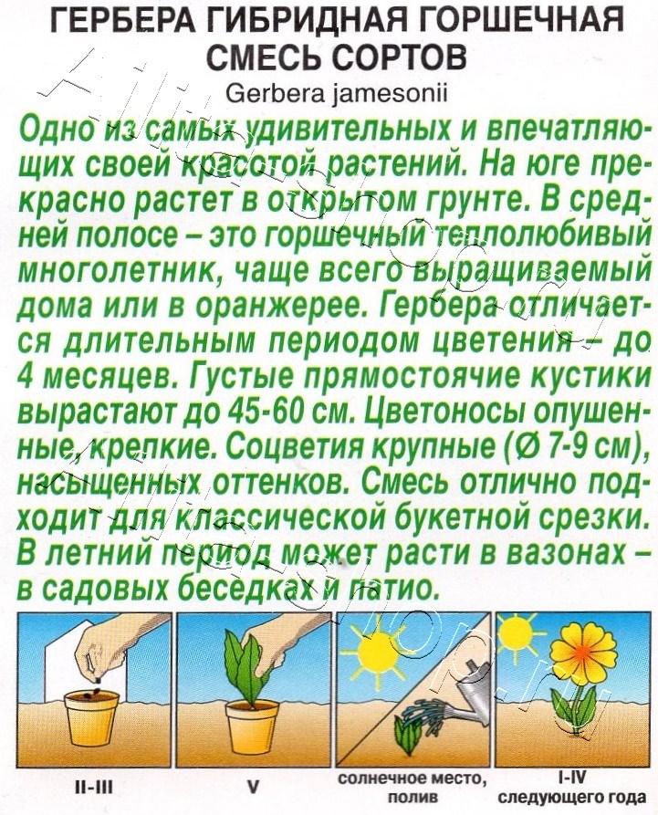 Гербера Горшечная, смесь сортов 10шт