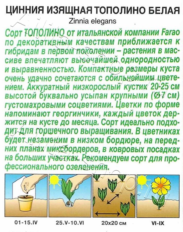 Цинния Тополино белая 12шт