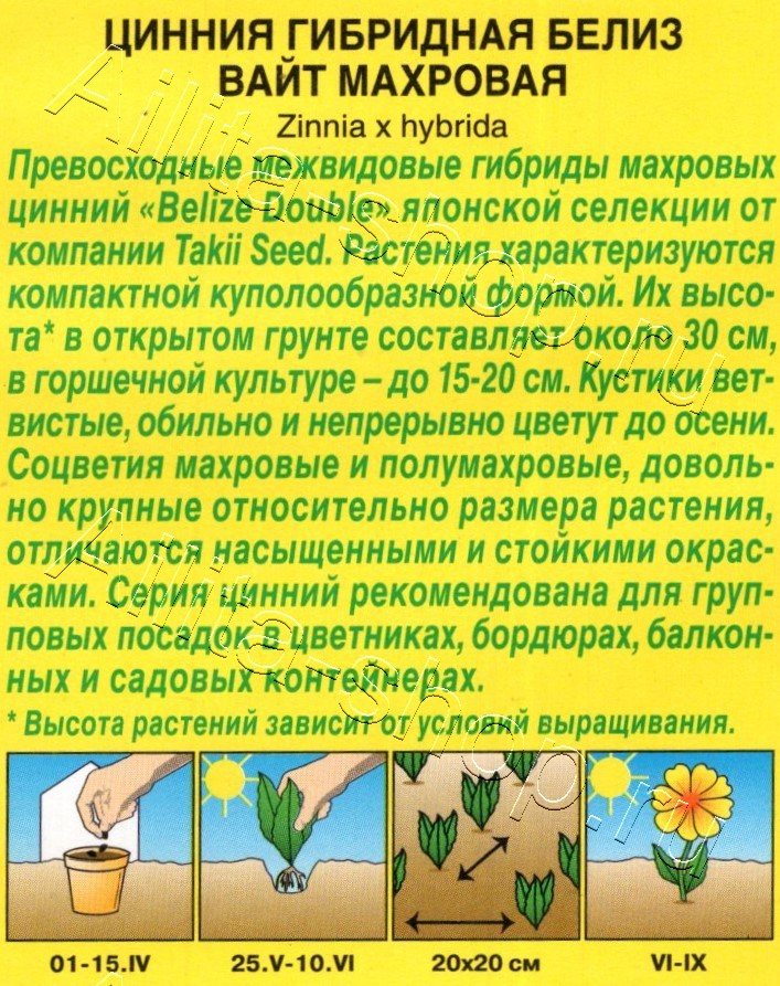 Цинния Белиз вайт махровая 5шт