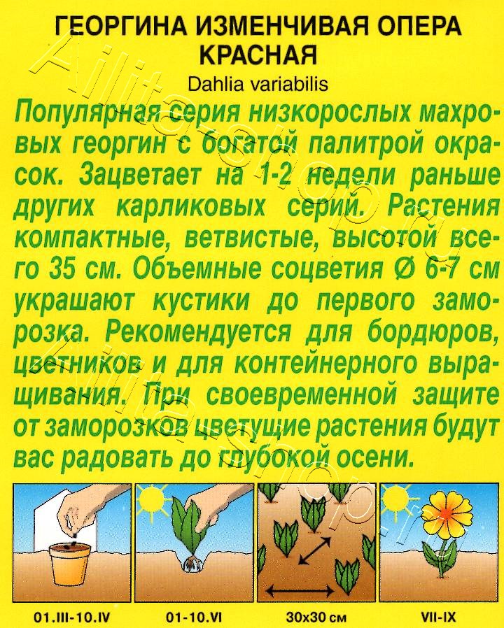 Георгина Опера красная 7шт