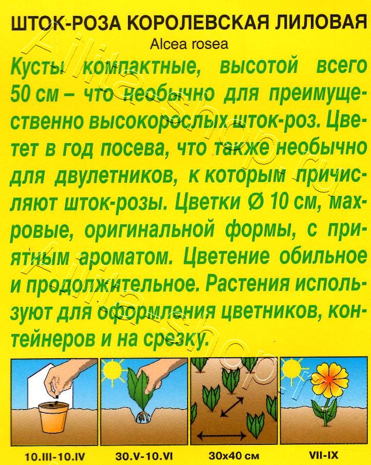 Шток-роза Королевская лиловая 10шт