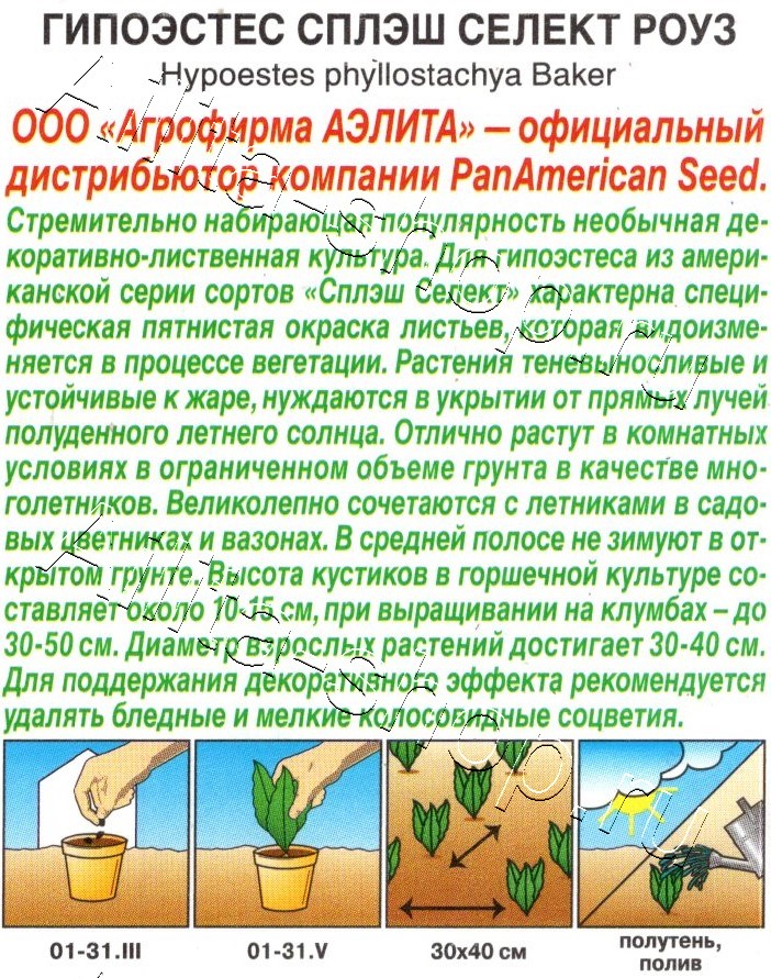 Гипоэстес Сплэш селект роуз 7шт