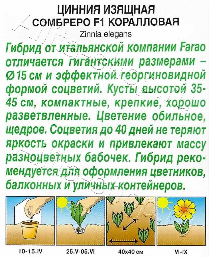 Цинния Сомбреро F1 коралловая 12шт