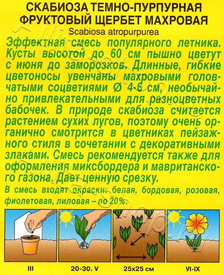Скабиоза Фруктовый щербет махровая, смесь окрасок 0,1г