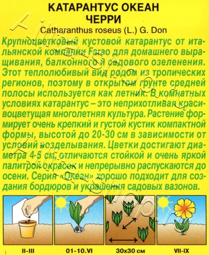 Катарантус Океан черри 10шт