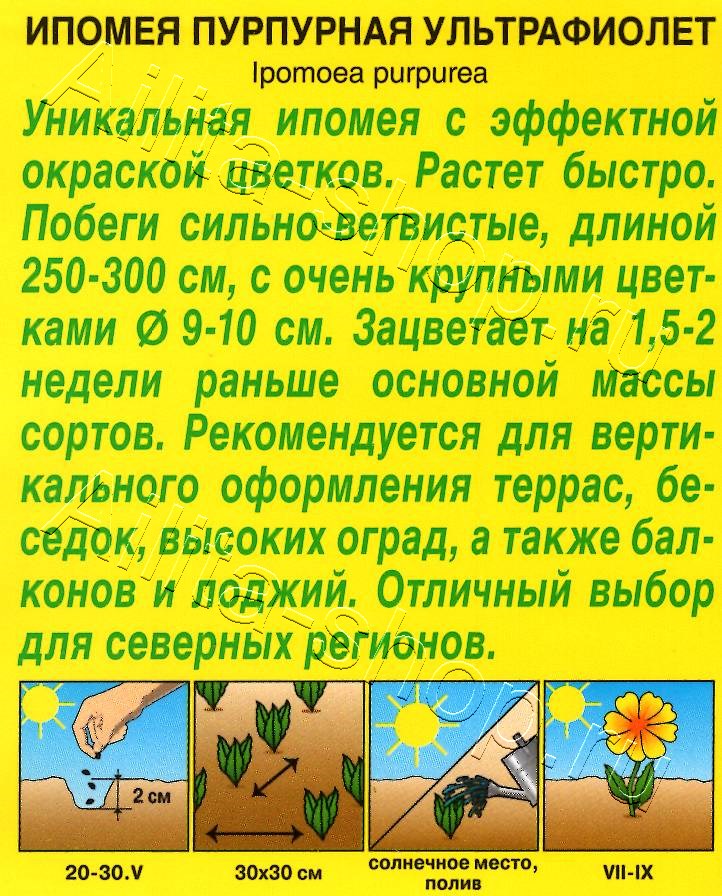 Ипомея Ультрафиолет 8шт