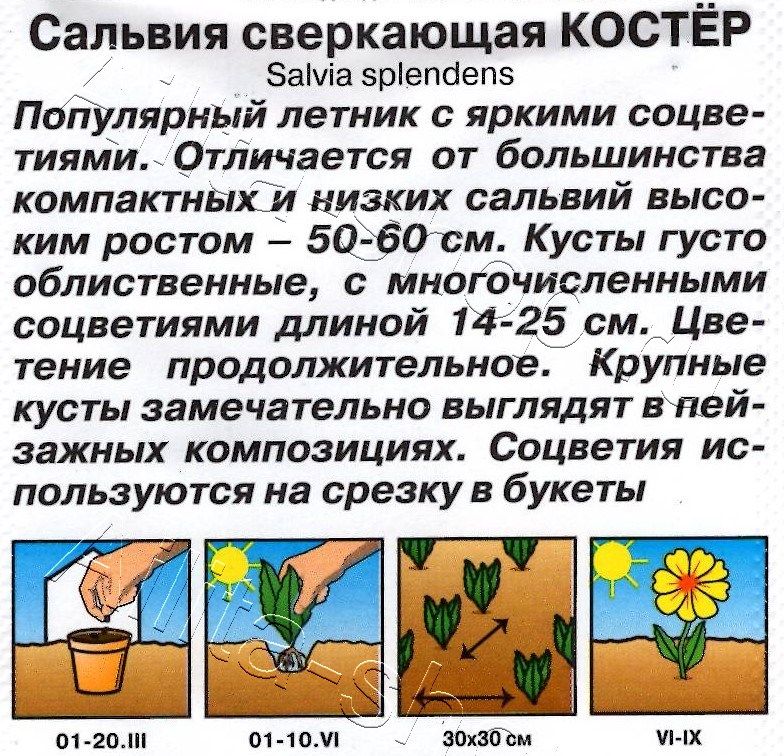 Сальвия Костер 0,1г