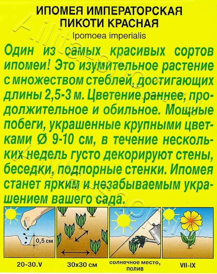 Ипомея Пикоти красная 4шт