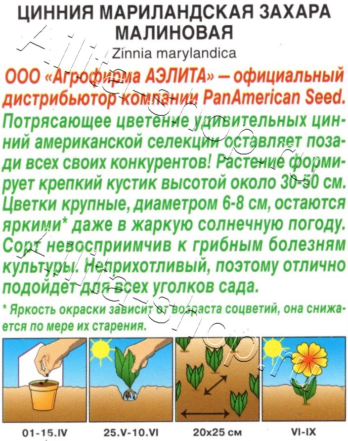 Цинния Захара малиновая 5шт