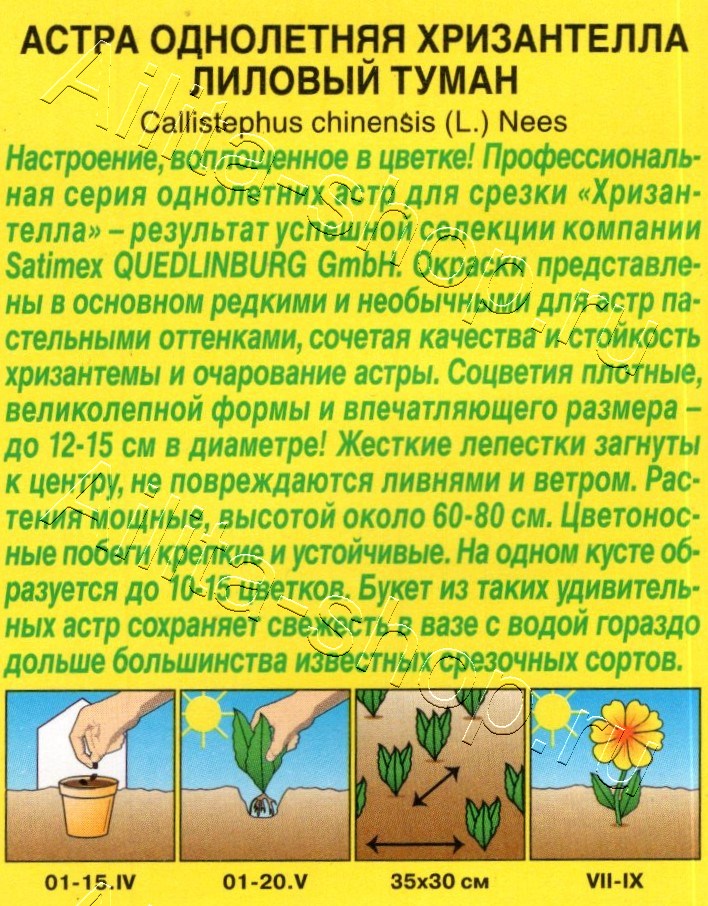 Астра Хризантелла лиловый туман 15шт