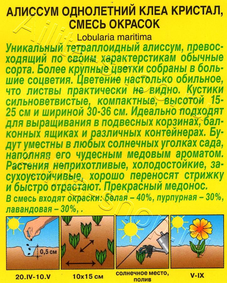 Алиссум Клеа кристал, смесь сортов 4шт