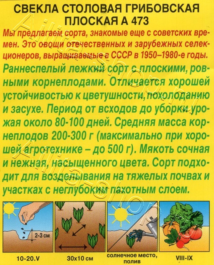 Свекла столовая Грибовская плоская А 473  3г