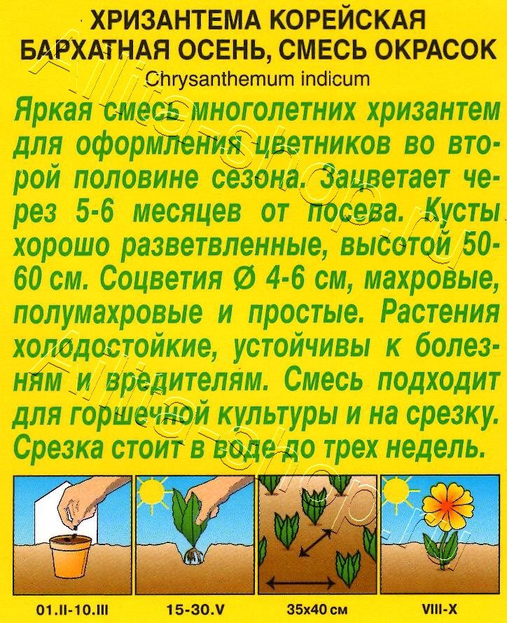 Хризантема корейская Бархатная осень,смесь окрасок 0,02г