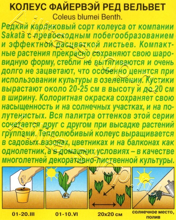 Колеус Файервэй ред вельвет 5шт