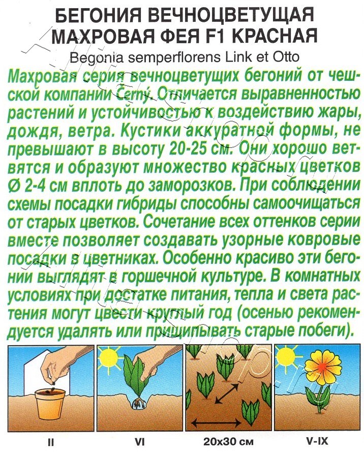 Бегония вечноцветущая махровая Фея F1 красная 5шт