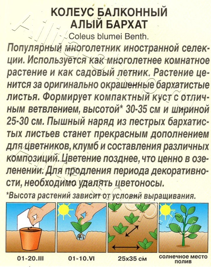 Колеус балконный Алый бархат 5шт