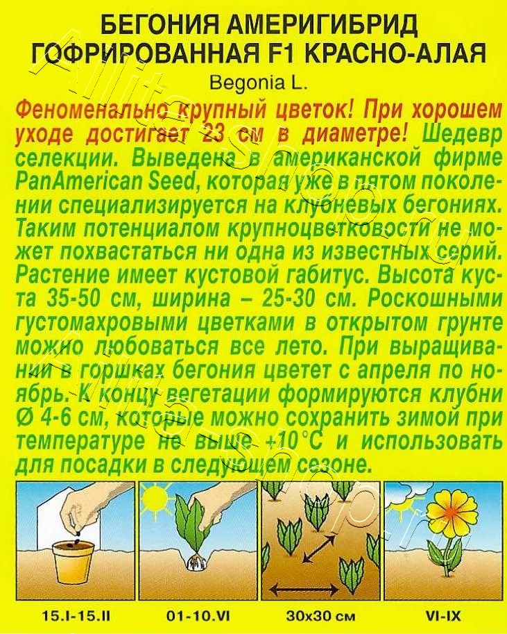 Бегония Америгибрид гофрированная F1 красно-алая 5шт