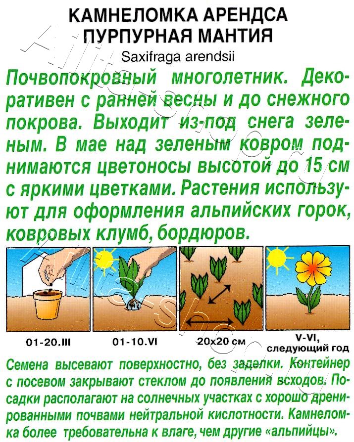 Камнеломка Пурпурная мантия 0,01г