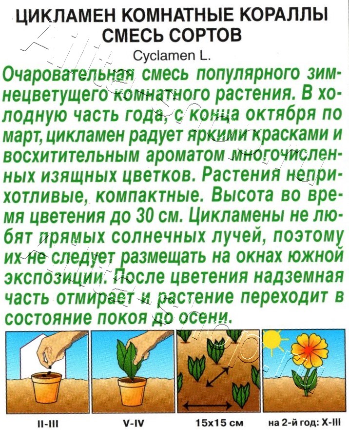 Цикламен Комнатные кораллы, смесь сортов 3шт