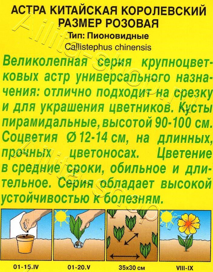 Астра Королевский размер розовая 0,1г