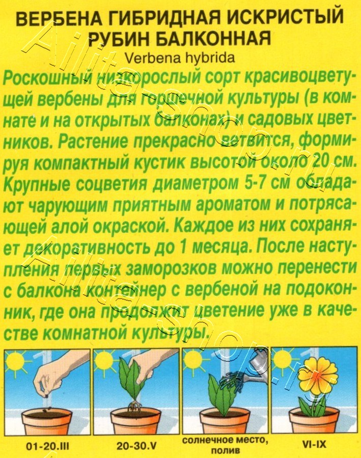 Вербена Искристый рубин балконная 30шт