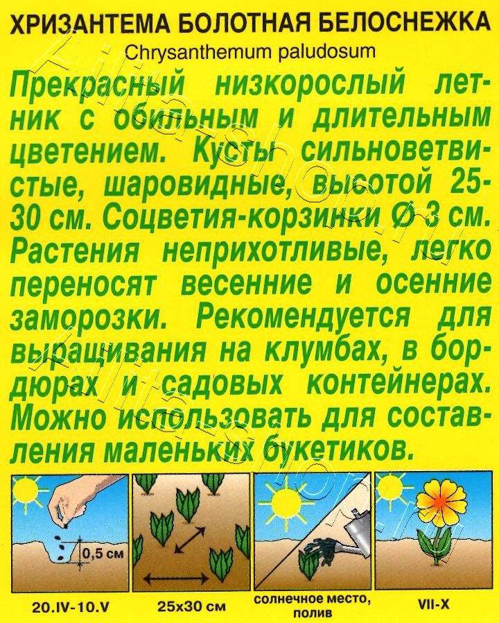 Хризантема Белоснежка 0,1г