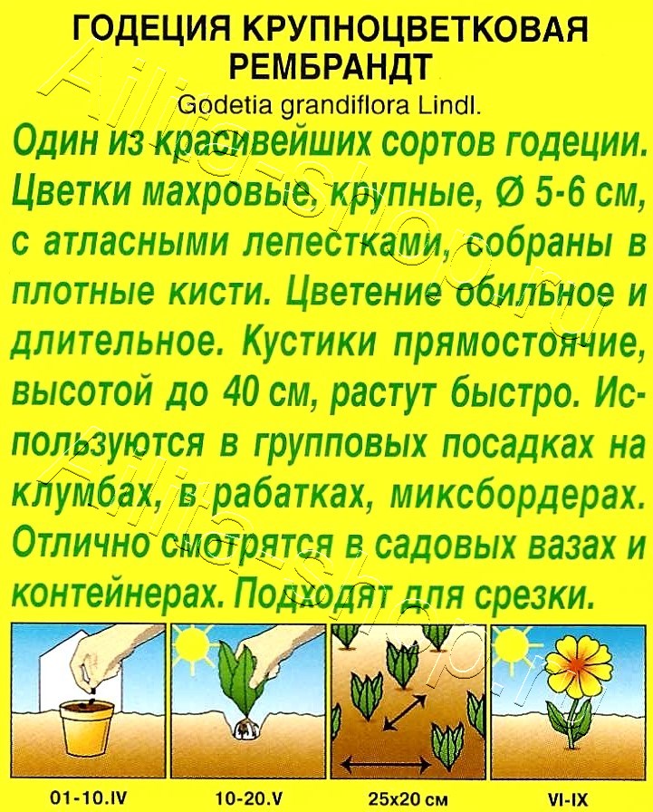 Годеция Рембрандт махровая 0,05г