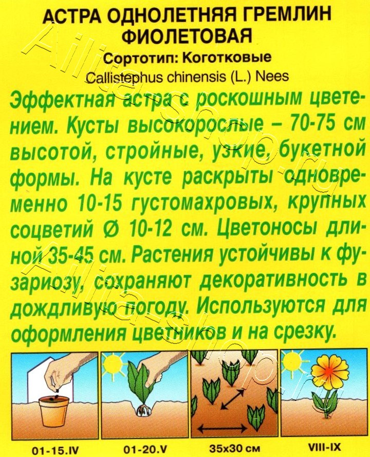 Астра Гремлин фиолетовая 0,2г