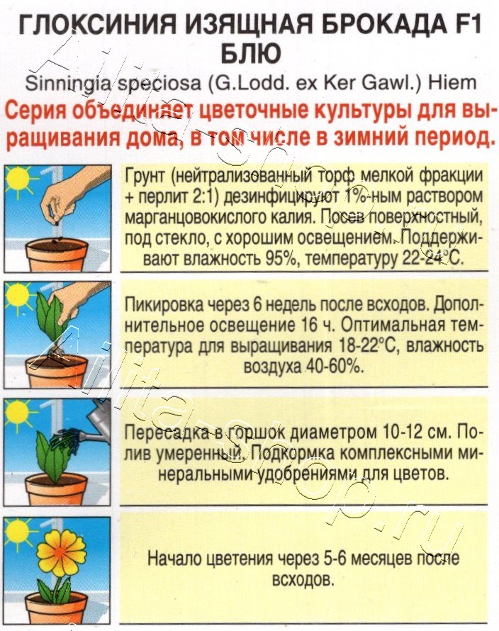 Глоксиния Брокада F1 блю 5шт