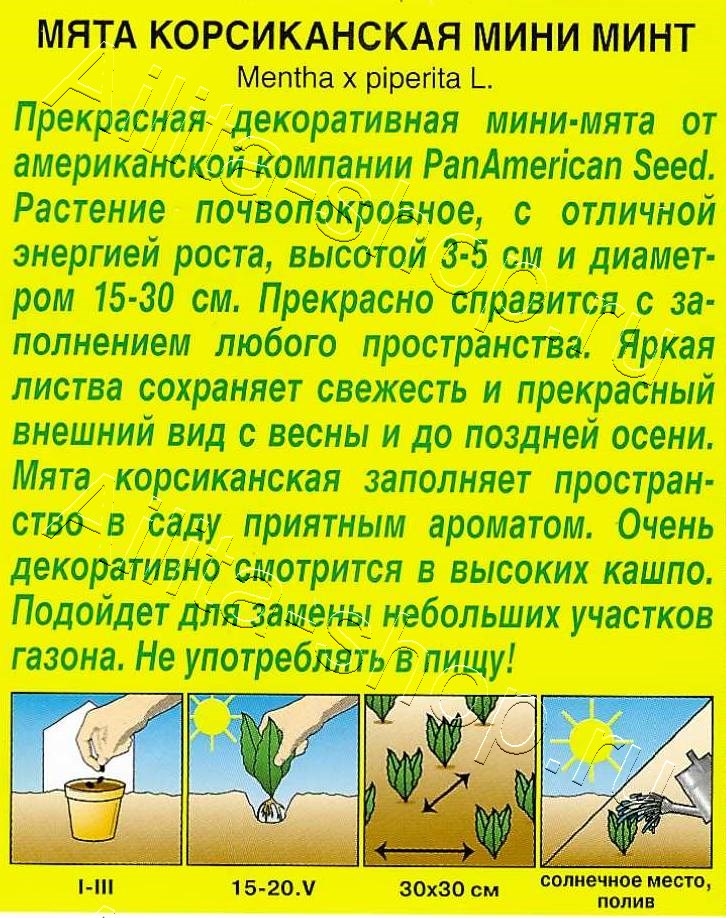 Мята корсиканская Мини минт 3шт