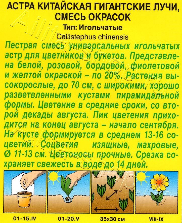 Астра Гигантские лучи, смесь окрасок 0,2г