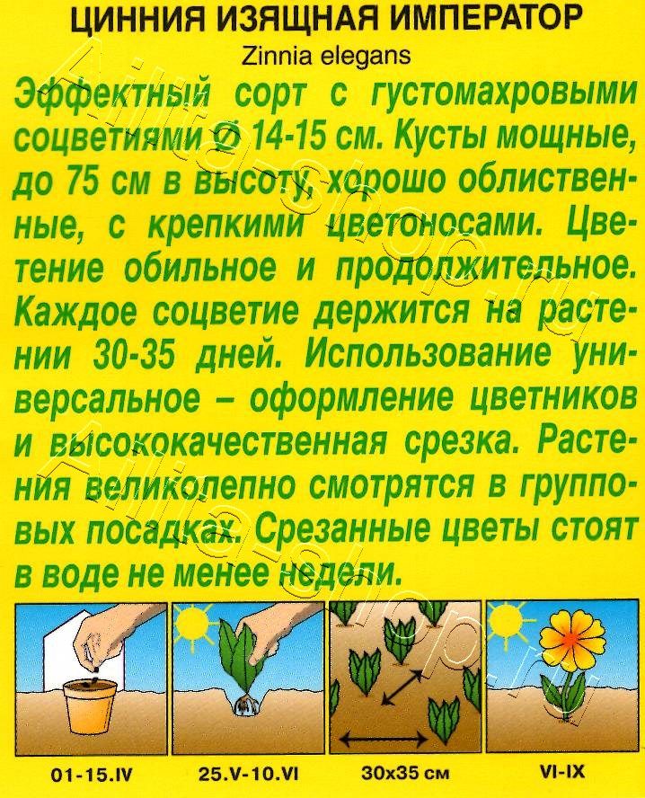 Цинния Император кактусовидная 0,3г