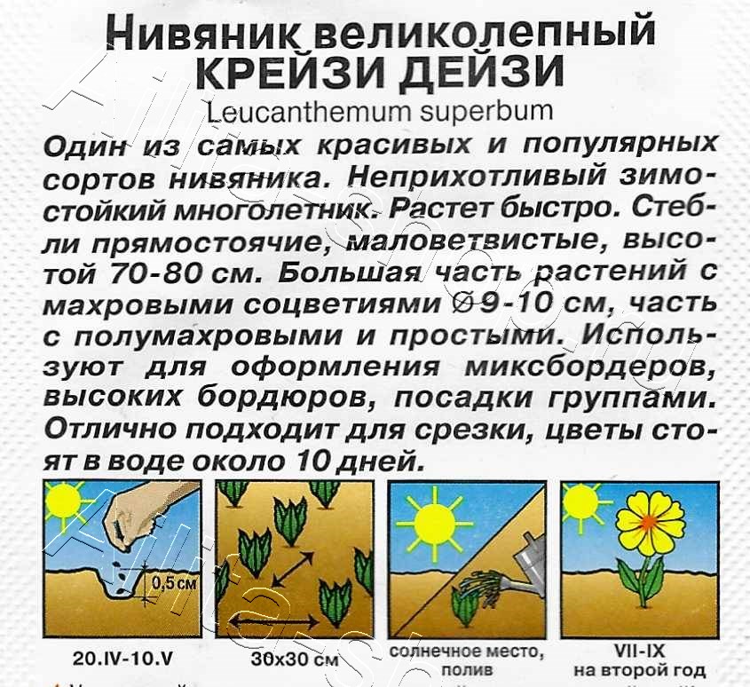 Нивяник махровый Крейзи Дейзи 25шт