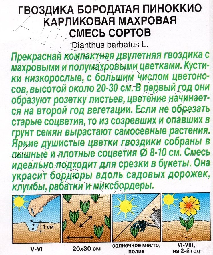 Гвоздика Пиноккио карликовая махровая, смесь сортов 0,1г