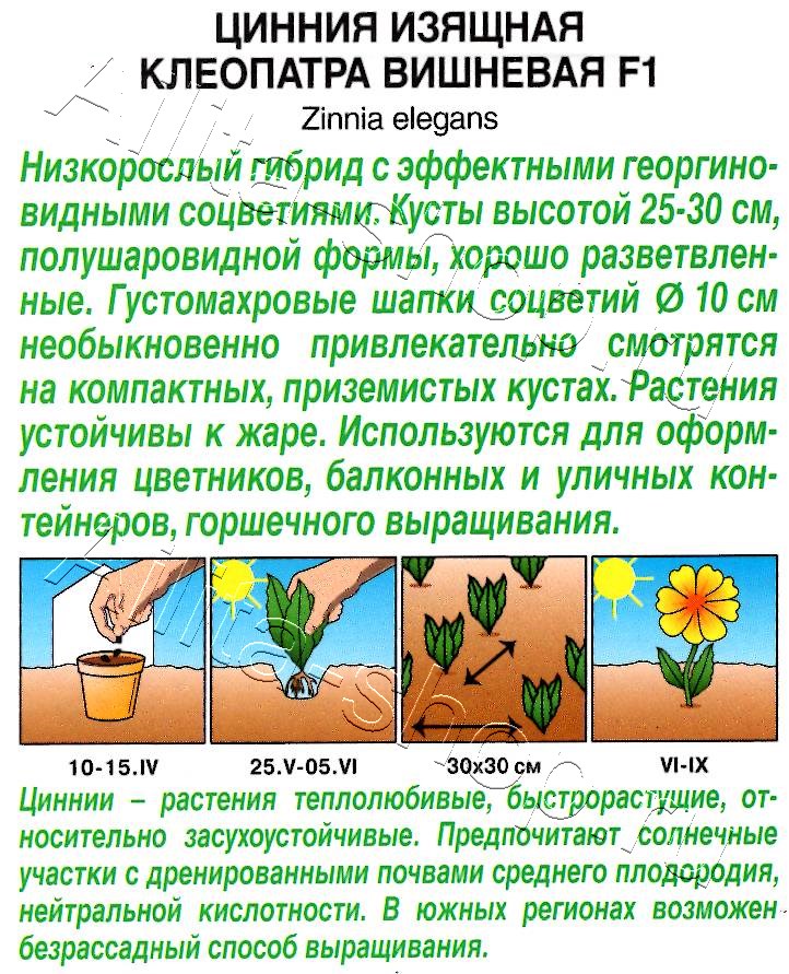 Цинния Клеопатра F1 вишневая 12шт